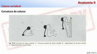 Giselle de PaulaGiselle de Paula
Anatomia II
Curvatura da coluna:
Coluna vertebral
 