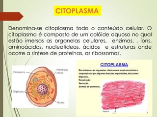 CITOPLASMA
Denomina-se citoplasma todo o conteúdo celular. O
citoplasma é composto de um colóide aquoso no qual
estão imersas as organelas celulares, enzimas, , íons,
aminoácidos, nucleotídeos, ácidos e estruturas onde
ocorre a síntese de proteínas, os ribossomos.
 