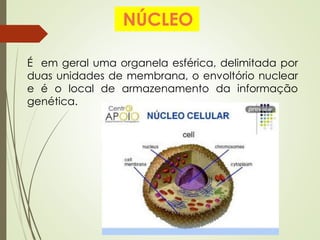 NÚCLEO
É em geral uma organela esférica, delimitada por
duas unidades de membrana, o envoltório nuclear
e é o local de armazenamento da informação
genética.
 