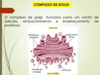 COMPLEXO DE GOLGI
O complexo de golgi funciona como um centro de
seleção, empacotamento e endereçamento de
proteínas.
 