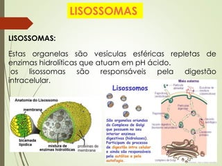 LISOSSOMAS:
Estas organelas são vesículas esféricas repletas de
enzimas hidrolíticas que atuam em pH ácido.
os lisossomas são responsáveis pela digestão
intracelular.
LISOSSOMAS
 