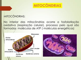 MITOCÔNDRIAS:
No interior das mitocôndrias ocorre a fosfolorilação
oxidativa (respiração celular), processo pelo qual são
formadas moléculas de ATP ( moléculas energéticas)
MITOCÔNDRIAS
 
