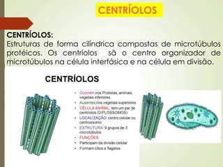CENTRÍOLOS:
Estruturas de forma cilíndrica compostas de microtúbulos
protéicos. Os centríolos sã o centro organizador de
microtúbulos na célula interfásica e na célula em divisão.
CENTRÍOLOS
 