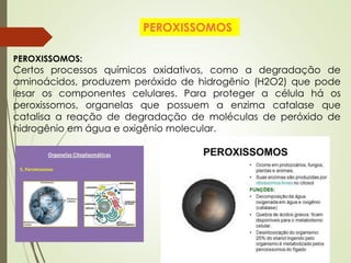 PEROXISSOMOS:
Certos processos químicos oxidativos, como a degradação de
aminoácidos, produzem peróxido de hidrogênio (H2O2) que pode
lesar os componentes celulares. Para proteger a célula há os
peroxissomos, organelas que possuem a enzima catalase que
catalisa a reação de degradação de moléculas de peróxido de
hidrogênio em água e oxigênio molecular.
PEROXISSOMOS
 