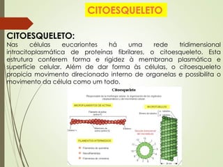 CITOESQUELETO:
Nas células eucariontes há uma rede tridimensional
intracitoplasmática de proteínas fibrilares, o citoesqueleto. Esta
estrutura conferem forma e rigidez à membrana plasmática e
superfície celular. Além de dar forma às células, o citoesqueleto
propicia movimento direcionado interno de organelas e possibilita o
movimento da célula como um todo.
CITOESQUELETO
 