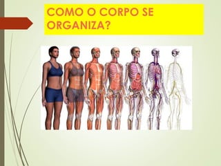 COMO O CORPO SE
ORGANIZA?
 