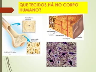 QUE TECIDOS HÁ NO CORPO
HUMANO?
 