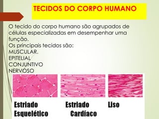TECIDOS DO CORPO HUMANO
O tecido do corpo humano são agrupados de
células especializadas em desempenhar uma
função.
Os principais tecidos são:
MUSCULAR.
EPITELIAL
CONJUNTIVO
NERVOSO
 