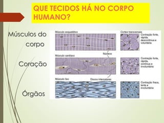 QUE TECIDOS HÁ NO CORPO
HUMANO?
Músculos do
corpo
Coração
Órgãos
 