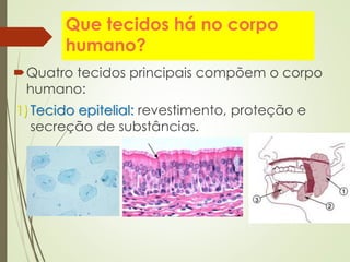Que tecidos há no corpo
humano?
Quatro tecidos principais compõem o corpo
humano:
1)Tecido epitelial: revestimento, proteção e
secreção de substâncias.
 