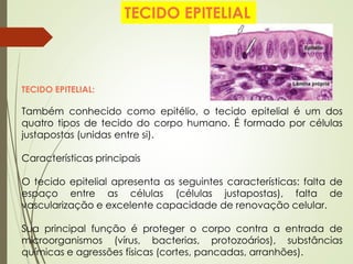 TECIDO EPITELIAL:
Também conhecido como epitélio, o tecido epitelial é um dos
quatro tipos de tecido do corpo humano. É formado por células
justapostas (unidas entre si).
Características principais
O tecido epitelial apresenta as seguintes características: falta de
espaço entre as células (células justapostas), falta de
vascularização e excelente capacidade de renovação celular.
Sua principal função é proteger o corpo contra a entrada de
microorganismos (vírus, bacterias, protozoários), substâncias
químicas e agressões físicas (cortes, pancadas, arranhões).
TECIDO EPITELIAL
 
