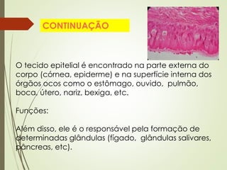O tecido epitelial é encontrado na parte externa do
corpo (córnea, epiderme) e na superfície interna dos
órgãos ocos como o estômago, ouvido, pulmão,
boca, útero, nariz, bexiga, etc.
Funções:
Além disso, ele é o responsável pela formação de
determinadas glândulas (fígado, glândulas salivares,
pâncreas, etc).
CONTINUAÇÃO
 