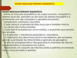 TECIDO MUSCULAR ESTRIADO ESQUELÉTICO
TECIDO MUSCULAR ESTRIADO ESQUELÉTICO:
- Forma os músculos esqueléticos do corpo humano, compõem o
sistema muscular, prendem-se aos ossos do sistema esquelético e
juntamente com ele compõem o aparelho locomotor.
- Apresentam contração voluntária
- Cada célula é chamada de fibra muscular e também miócito
- As células são multinucleadas.
- Cada fibra é revestida por um envoltório, o endomísio que penetra
nos tendões.
- O endomósio + membrana plasmática = sarcolema
- O citoplasma da célula muscular é o sarcoplasma, ele armazena
grande quantidade de mitocôndrias e granulos de glicogênio
- O retículo endoplasmático não-granuloso é chamado de retículo
sarcoplasmático e armazena íons cálcio.
- Envolvendo um conjunto de miócitos existe o perimísio envolvendo
todo o músculo existe o epimísio.
 