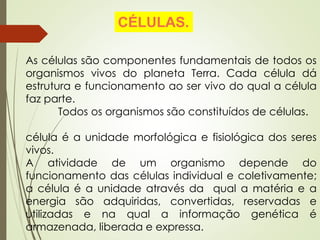 CÉLULAS.
As células são componentes fundamentais de todos os
organismos vivos do planeta Terra. Cada célula dá
estrutura e funcionamento ao ser vivo do qual a célula
faz parte.
Todos os organismos são constituídos de células.
célula é a unidade morfológica e fisiológica dos seres
vivos.
A atividade de um organismo depende do
funcionamento das células individual e coletivamente;
a célula é a unidade através da qual a matéria e a
energia são adquiridas, convertidas, reservadas e
utilizadas e na qual a informação genética é
armazenada, liberada e expressa.
 