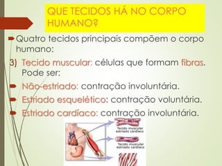 QUE TECIDOS HÁ NO CORPO
HUMANO?
Quatro tecidos principais compõem o corpo
humano:
3) Tecido muscular: células que formam fibras.
Pode ser:
 Não-estriado: contração involuntária.
 Estriado esquelético: contração voluntária.
 Estriado cardíaco: contração involuntária.
 