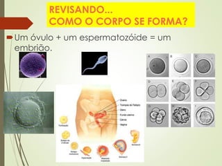 REVISANDO...
COMO O CORPO SE FORMA?
Um óvulo + um espermatozóide = um
embrião.
 