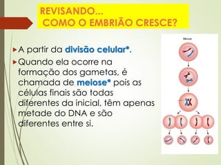 REVISANDO...
COMO O EMBRIÃO CRESCE?
A partir da divisão celular*.
Quando ela ocorre na
formação dos gametas, é
chamada de meiose* pois as
células finais são todas
diferentes da inicial, têm apenas
metade do DNA e são
diferentes entre si.
 