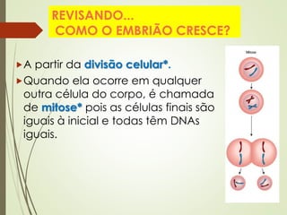 REVISANDO...
COMO O EMBRIÃO CRESCE?
A partir da divisão celular*.
Quando ela ocorre em qualquer
outra célula do corpo, é chamada
de mitose* pois as células finais são
iguais à inicial e todas têm DNAs
iguais.
 