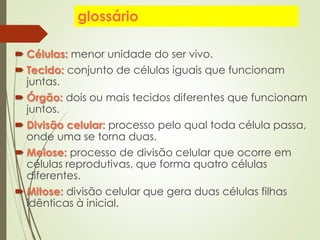 glossário
 Células: menor unidade do ser vivo.
 Tecido: conjunto de células iguais que funcionam
juntas.
 Órgão: dois ou mais tecidos diferentes que funcionam
juntos.
 Divisão celular: processo pelo qual toda célula passa,
onde uma se torna duas.
 Meiose: processo de divisão celular que ocorre em
células reprodutivas, que forma quatro células
diferentes.
 Mitose: divisão celular que gera duas células filhas
idênticas à inicial.
 