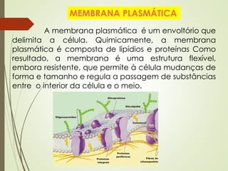 A membrana plasmática é um envoltório que
delimita a célula. Quimicamente, a membrana
plasmática é composta de lipídios e proteínas Como
resultado, a membrana é uma estrutura flexível,
embora resistente, que permite à célula mudanças de
forma e tamanho e regula a passagem de substâncias
entre o interior da célula e o meio.
MEMBRANA PLASMÁTICA
 