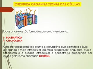 ESTRUTURA ORGANISACIONAL DAS CÉLULAS
Todas as células são formadas por uma membrana:
 PLASMATICA
 CITOPLASMA
A membrana plasmática é uma estrutura fina que delimita a célula,
Separando o meio intracelular do meio extracelular, enquanto, que o
citoplasma é o espaço intracelular o encontra-se preenchido por
liquido gelatinoso chamado CITOSOL.
 