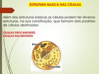 ESTRUTURA BASICA DAS CÉLULAS
Além das estruturas básicas as células podem ter diversas
estruturas, na sua constituição, que formam dois padrões
de células destinadas:
CELULAS PROCARIONTES
CELULAS EUCARIONTES
 