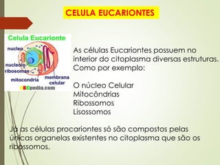 CELULA EUCARIONTES
As células Eucariontes possuem no
interior do citoplasma diversas estruturas.
Como por exemplo:
O núcleo Celular
Mitocôndrias
Ribossomos
Lisossomos
Já as células procariontes só são compostos pelas
únicas organelas existentes no citoplasma que são os
ribossomos.
 