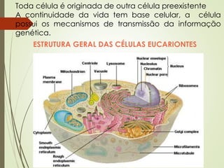 Toda célula é originada de outra célula preexistente
A continuidade da vida tem base celular, a célula
possui os mecanismos de transmissão da informação
genética.
ESTRUTURA GERAL DAS CÉLULAS EUCARIONTES
 