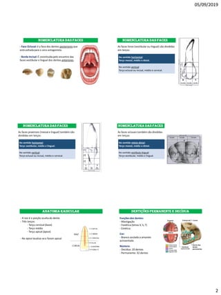 05/09/2019
2
Nomenclatura das faces
- Face Oclusal: é a face dos dentes posteriores que
está voltadapara o arco antagonista.
- Borda Incisal: É constituídapelo encontro das
faces vestibular e lingual dos dentes anteriores.
Nomenclatura das faces
As faces livres (vestibular ou lingual) são divididas
em terços:
No sentido horizontal:
Terço mesial, médio e distal.
No sentido vertical:
Terço oclusal ou incisal, médio e cervical.
Nomenclatura das faces
As faces proximais (mesial e lingual) também são
divididas em terços:
No sentido horizontal:
Terço vestibular, médio e lingual.
No sentido vertical:
Terço oclusal ou incisal, médio e cervical.
Nomenclatura das faces
As faces oclusais também são divididas
em terços:
No sentido mésio-distal:
Terço mesial, médio e distal.
No sentido vestíbulo-lingual:
Terço vestibular, médio e lingual.
Anatomia radicular
- A raiz é a porção oculta do dente.
- Três terços:
- Terço cervical (base)
- Terço médio
- Terço apical (ápice)
- No ápice localiza-seo foram apical.
DENTIÇÕES PERMANENTE E DECÍDUA
Funçõesdos dentes:
- Mastigação
- Fonética (letras V, S, T)
- Estética
Cor:
- Branco azulado a amarelo
acinzentado
Número:
- Decídua: 20 dentes
- Permanente: 32 dentes
 