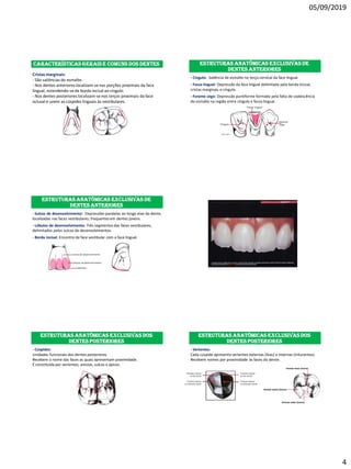 05/09/2019
4
Características gerais e comuns dos dentes
Cristas marginais:
- São saliências do esmalte.
- Nos dentes anteriores localizam-senas porções proximais da face
lingual, estendendo-se da borda incisal ao cíngulo.
- Nos dentes posteriores localizam-se nos terços proximais da face
oclusal e unem as cúspides linguais às vestibulares.
Estruturas anatômicas exclusivas de
dentes anteriores
- Cíngulo: Saliência de esmalte no terço cervical da face lingual.
- Fossa lingual: Depressão da face lingual delimitada pela borda incisal,
cristas marginais e cíngulo.
- Forame cego: Depressão puntiforme formada pela falta de coalescência
do esmalte na região entre cíngulo e fossa lingual.
Estruturas anatômicas exclusivas de
dentes anteriores
- Sulcos de desenvolvimento: Depressões paralelas ao longo eixo do dente,
localizadas nas faces vestibulares; frequentes em dentes jovens.
- Lóbulos de desenvolvimento: Três segmentos das faces vestibulares,
delimitados pelos sulcos de desenvolvimentos.
- Borda incisal: Encontro da face vestibular com a face lingual.
Estruturas anatômicas exclusivas dos
dentes posteriores
- Cúspides:
Unidades funcionais dos dentes posteriores.
Recebem o nome das faces as quais apresentam proximidade.
É constituída por vertentes, arestas, sulcos e ápices.
Estruturas anatômicas exclusivas dos
dentes posteriores
- Vertentes:
Cada cúspide apresenta vertentes externas (lisas) e internas (triturantes).
Recebem nomes por proximidade às faces do dente.
 