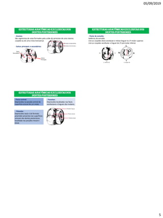 05/09/2019
5
Estruturas anatômicas exclusivas dos
dentes posteriores
- Arestas:
São segmentos de retas formados pela união de vertentes de uma mesma
cúspide ou de uma crista transversal.
- Sulcos principais e secundários:
Sulco
Secundário
Sulcos
Principais
Estruturas anatômicas exclusivas dos
dentes posteriores
- Ponte de esmalte:
Saliência do esmalte.
Une as cúspides disto-vestibular e mésio-lingual no 1º molar superior.
Une as cúspides vestibular e lingual do 1º pré-molar inferior.
V
M D
P
Estruturas anatômicas exclusivas dos
dentes posteriores
- Fossa central:
Depressões na porção central da
superfície oclusal de um molar.
- Fossetas:
Depressões localizadas nas faces
vestibulares e linguais dos molares.
- Fóssulas:
Depressões rasas e de formato
piramidal presentes nas superfícies
oclusais dos dentes posteriores;
localizada nas porções mesial e
distal.
 