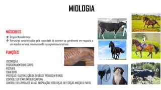 MIOLOGIA
MÚSCULOS
 Origem Mesodérmica
 Estruturas caracterizadas pela capacidade de contrair-se, geralmente em resposta a
um impulso nervoso, movimentando os segmentos corpóreos.
FUNÇÕES
LOCOMOÇÃO;
POSICIONAMENTO DO CORPO;
POSTURA;
EQUILÍBRIO;
PROTEÇÃO E SUSTENTAÇÃO DE ÓRGÃOS E TECIDOS INTERNOS;
CONTROLE DA TEMPERATURA CORPORAL
CONTROLE DE ATIVIDADES VITAIS: RESPIRAÇÃO, DEGLUTIÇÃO, DEFECAÇÃO, MICÇÃO E PARTO.
 
