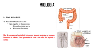 1) TECIDO MUSCULAR LISO:
 MUSCULATURA LISA DO INTESTINO
 Esta dispostas em duas camadas:
• Músculo longitudinal externo
• Músculo circular interno
Obs. A musculatura longitudinal externa em algumas espécies se agrupam
formando as taênias. Estão presentes no ceco e no cólon dos equinos e
suínos.
MIOLOGIA
 