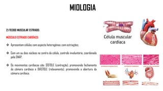 2) TECIDO MUSCULAR ESTRIADO:
MÚSCULO ESTRIADO CARDÍACO:
 Apresentam células com aspecto heterogêneo; com estriações;
 Com um ou dois núcleos no centro da célula, controle involuntário, coordenado
pelo SNAP.
 Os movimentos cardíacos são: SÍSTOLE (contração), promovendo fechamento
da câmara cardíaca e DIÁSTOLE (relaxamento), promovendo a abertura da
câmara cardíaca.
MIOLOGIA
 