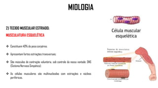2) TECIDO MUSCULAR ESTRIADO:
MUSCULATURA ESQUELÉTICA
 Constituem 40% do peso corpóreo;
 Apresentam fortes estriações transversais;
 São músculos de contração voluntária, sob controle da nossa vontade: SNS
(Sistema Nervoso Simpático);
 As células musculares são multinucleadas com estriações e núcleos
periféricos.
MIOLOGIA
 