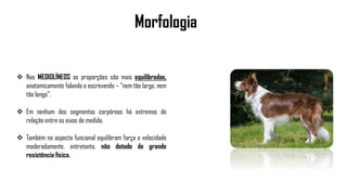 Morfologia
 Nos MEDIOLÍNEOS as proporções são mais equilibradas,
anatomicamente falando e escrevendo – “nem tão largo, nem
tão longo”.
 Em nenhum dos segmentos corpóreos há extremos de
relação entre os eixos de medida.
 Também no aspecto funcional equilibram força e velocidade
moderadamente, entretanto, não dotado de grande
resistência física.
 