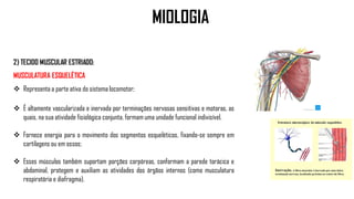 2) TECIDO MUSCULAR ESTRIADO:
MUSCULATURA ESQUELÉTICA
 Representa a parte ativa do sistema locomotor;
 É altamente vascularizada e inervada por terminações nervosas sensitivas e motoras, as
quais, na sua atividade fisiológica conjunta, formam uma unidade funcional indivisível.
 Fornece energia para o movimento dos segmentos esqueléticos, fixando-se sempre em
cartilagens ou em ossos;
 Esses músculos também suportam porções corpóreas, conformam a parede torácica e
abdominal, protegem e auxiliam as atividades dos órgãos internos (como musculatura
respiratória e diafragma).
MIOLOGIA
 