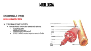 2) TECIDO MUSCULAR ESTRIADO:
MUSCULATURA ESQUELÉTICA
 ESTRUTURA MUSCULAR ESQUELÉTICA
 Os músculos são constituídos de três tipos de tecido:
• TECIDO MUSCULAR;
• TECIDO CONJUNTIVO (Fáscias);
• TECIDO TENDÍNEO (tecido conjuntivo denso) – Tendão.
MIOLOGIA
 