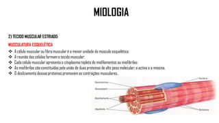 2) TECIDO MUSCULAR ESTRIADO:
MUSCULATURA ESQUELÉTICA
 A célula muscular ou fibra muscular é a menor unidade do músculo esquelético;
 A reunião das células formam o tecido muscular;
 Cada célula muscular apresenta o citoplasma repleto de miofilamentos ou miofibrilas;
 As miofibrilas são constituídas pela união de duas proteínas de alto peso molecular; a actina e a miosina.
 O deslizamento dessas proteínas promovem as contrações musculares..
MIOLOGIA
 