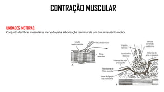 UNIDADES MOTORAS:
Conjunto de fibras musculares inervado pela arborização terminal de um único neurônio motor.
CONTRAÇÃO MUSCULAR
 
