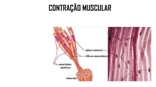 CONTRAÇÃO MUSCULAR
 