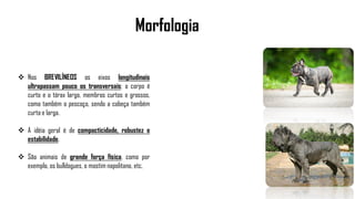 Morfologia
 Nos BREVILÍNEOS os eixos longitudinais
ultrapassam pouco os transversais: o corpo é
curto e o tórax largo, membros curtos e grossos,
como também o pescoço, sendo a cabeça também
curta e larga.
 A idéia geral é de compacticidade, robustez e
estabilidade.
 São animais de grande força física, como por
exemplo, os bulldogues, o mastim napolitano, etc.
 