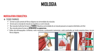 MUSCULATURA ESQUELÉTICA
 TECIDOS TENDÍNEOS
 Formam-se pelo aumento de fibras colágenas nas extremidades dos músculos;
 Servem para a inserção do músculo ao esqueleto ou a outro músculo;
 Nos músculos fusiformes formam os TENDÕES (Quando as extremidades de um músculo possuem um aspecto cilindróide ou de fita);
 Nos músculos planos formam as APONEUROSE ou aponevrose.
 Ambos são esbranquiçados e brilhantes, muito resistentes e praticamente inextensíveis, sendo constituídos por tecido conjuntivo denso, rico em
fibras colágenas.
MIOLOGIA
 