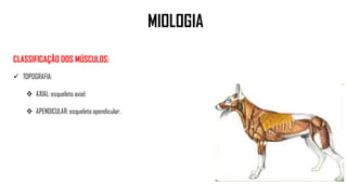 CLASSIFICAÇÃO DOS MÚSCULOS:
 TOPOGRAFIA:
 AXIAL: esqueleto axial;
 APENDICULAR: esqueleto apendicular.
MIOLOGIA
 