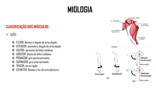 CLASSIFICAÇÃO DOS MÚSCULOS:
 AÇÃO:
 FLEXOR: diminui o ângulo da articulação;
 EXTENSOR: aumenta o ângulo da articulação
 ADUTOR: aproxima da linha mediana;
 ABDUTOR: afasta da linha mediana;
 PRONADOR: gira posteriormente;
 SUPINADOR: gira anteriormente
 TENSOR: torna rígido;
 ESFINCTER. Diminui a luz de uma abertura.
MIOLOGIA
 