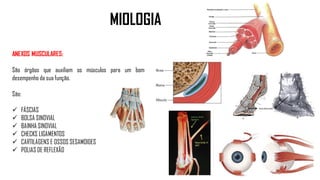 ANEXOS MUSCULARES:
São órgãos que auxiliam os músculos para um bom
desempenho da sua função.
São:
 FÁSCIAS
 BOLSA SINOVIAL
 BAINHA SINOVIAL
 CHECKS LIGAMENTOS
 CARTILAGENS E OSSOS SESAMOIDES
 POLIAS DE REFLEXÃO
MIOLOGIA
 