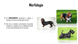 Morfologia
 Os ANACOLINORFOS apresentam a cabeça, o
pescoço e o tronco em proporções normais.
 Uns tem os membros extremamente encurtados
facilitando o trabalho junto ao solo(basset-hound)
ou sob o solo (dachshund, terrier escocês).
 
