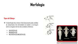 Morfologia
Tipos de Cabeça
 A classificação dos crânios é feita basicamente pelas medidas
do comprimento (da extremidade do maxilar) e da largura
(entre os ângulos internos das cavidades orbitárias).
• DOLICOCÉFALOS
• BRAQUICÉFALOS
• MESATICÉFALOS (MESOCÉFALOS).
 