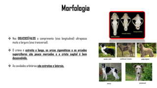 Morfologia
 Nos DOLICOCÉFALOS o comprimento (eixo longitudinal) ultrapassa
muito a largura (eixo transversal).
 O crânio é estreito e longo, os arcos zigomáticos e as arcadas
superciliares são pouco marcadas e a crista sagital é bem
desenvolvida.
 As cavidades orbitárias são estreitas e laterais.
 
