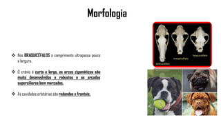Morfologia
 Nos BRAQUICÉFALOS o comprimento ultrapassa pouco
a largura.
 O crânio é curto e largo, os arcos zigomáticos são
muito desenvolvidos e robustos e as arcadas
superciliares bem marcadas.
 As cavidades orbitárias são redondas e frontais.
 